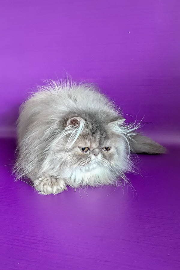 Patricia | Persian Kitten