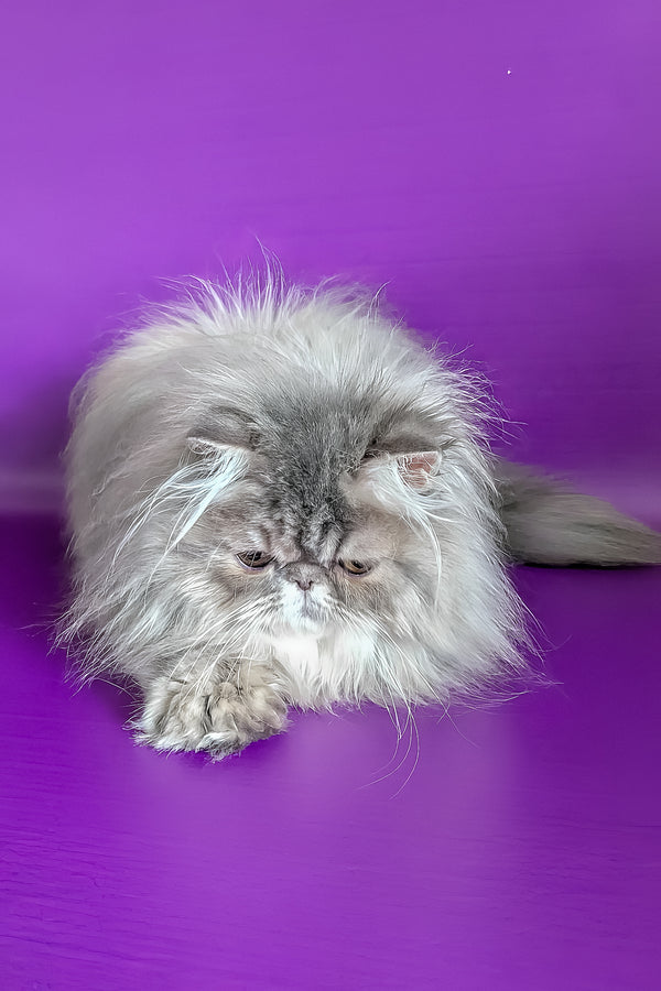 Patricia | Persian Kitten