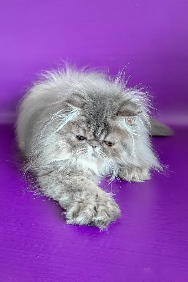 Patricia | Persian Kitten