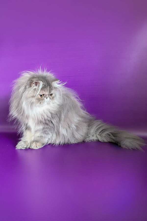 Patricia | Persian Kitten