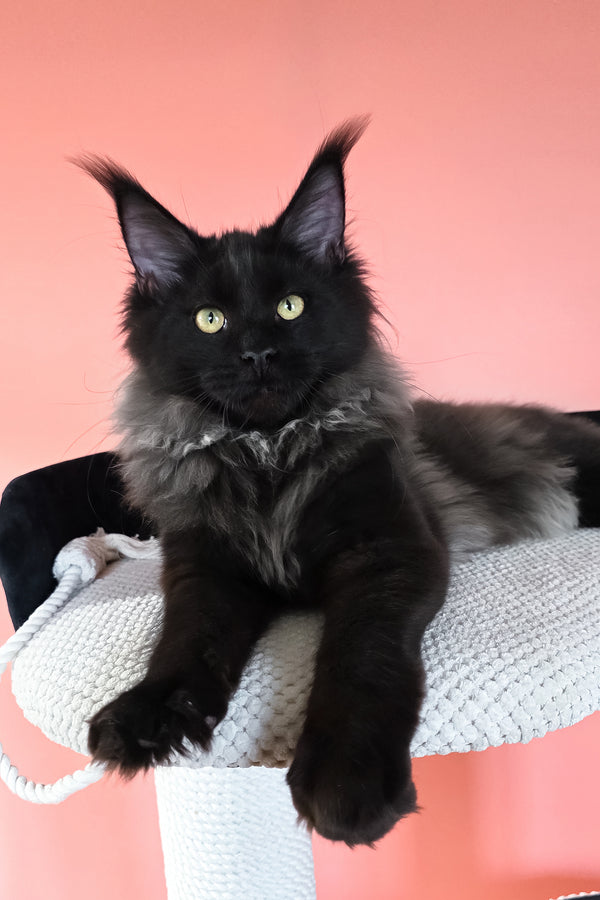 Patricia | Maine Coon Kitten