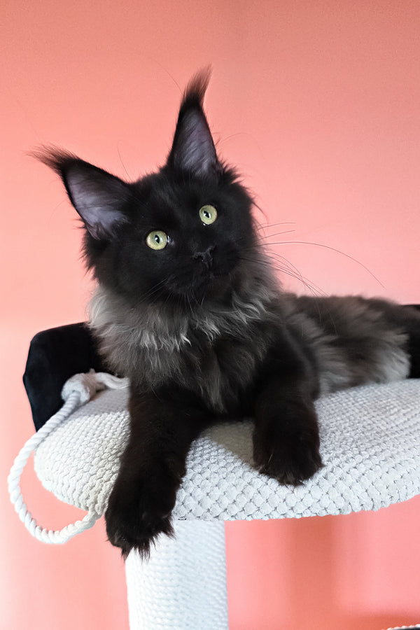 Patricia | Maine Coon Kitten