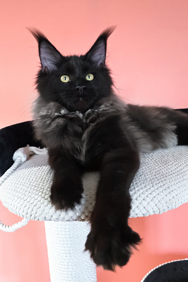 Patricia | Maine Coon Kitten