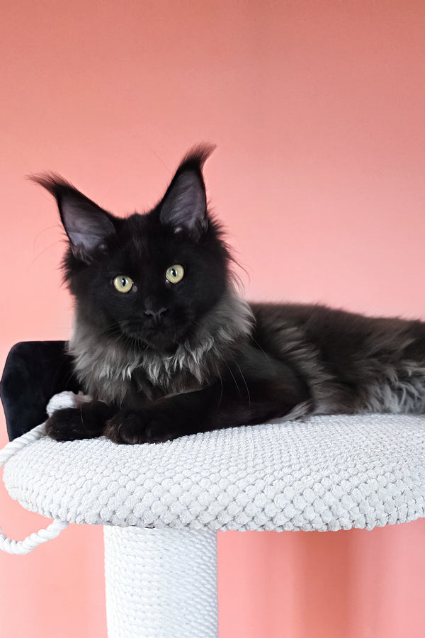 Patricia | Maine Coon Kitten