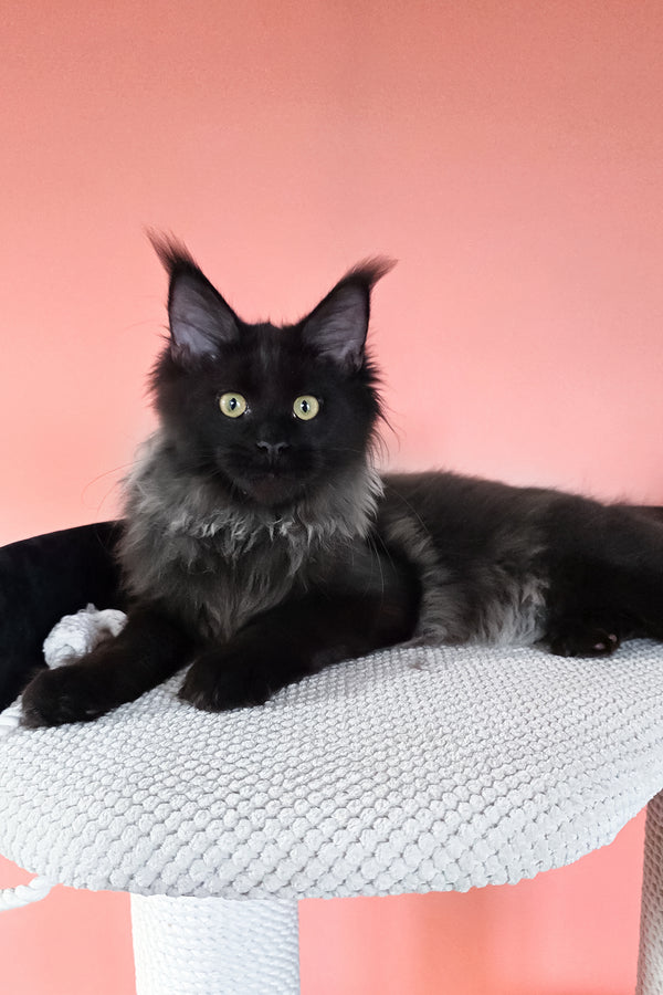 Patricia | Maine Coon Kitten