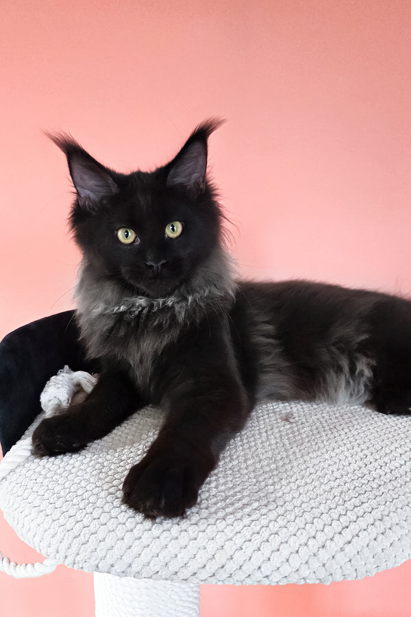 Patricia | Maine Coon Kitten