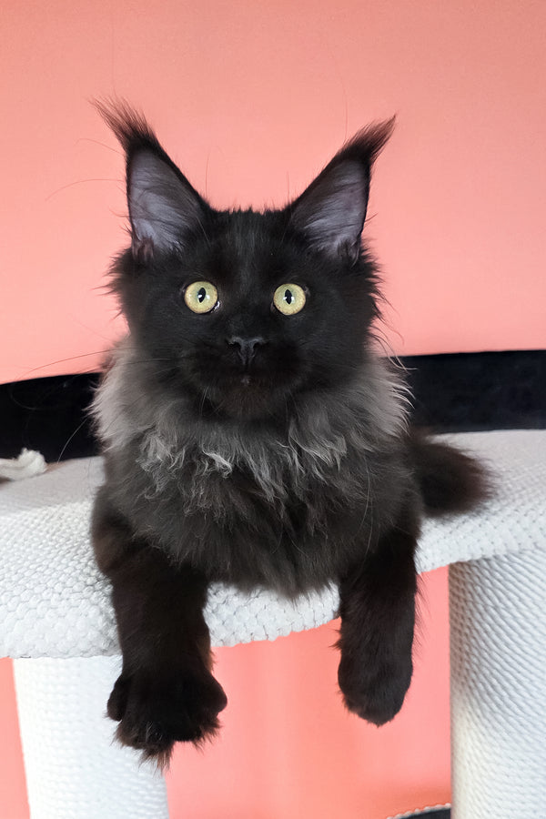 Patricia | Maine Coon Kitten