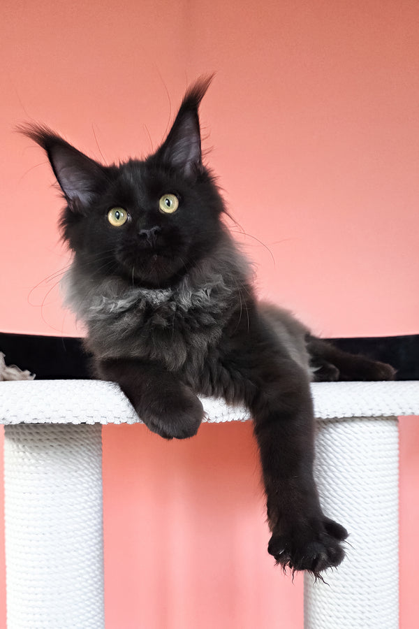 Patricia | Maine Coon Kitten