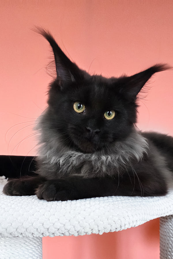 Patricia | Maine Coon Kitten