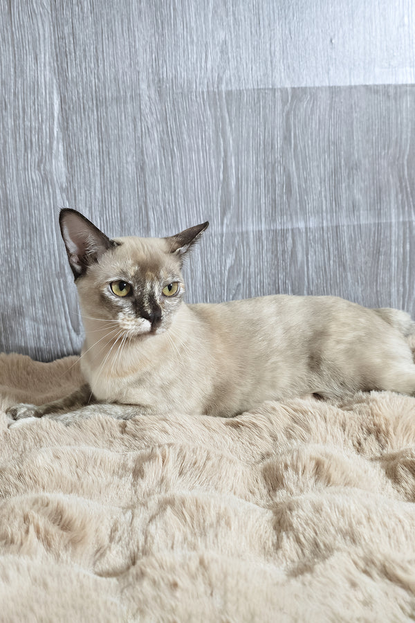 Patricia | Burmese Kitten