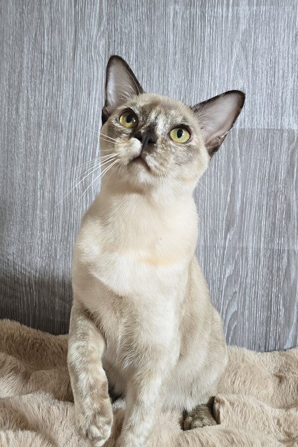 Patricia | Burmese Kitten