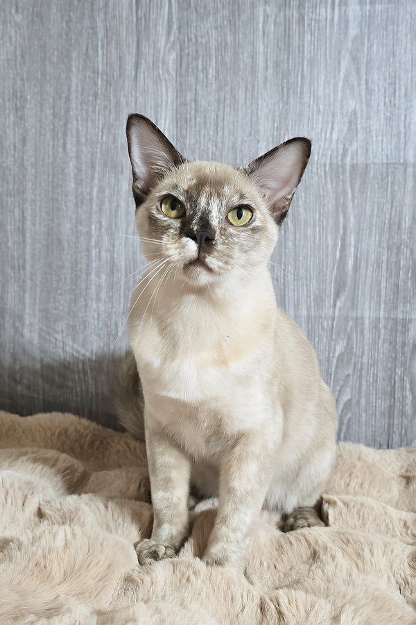 Patricia | Burmese Kitten