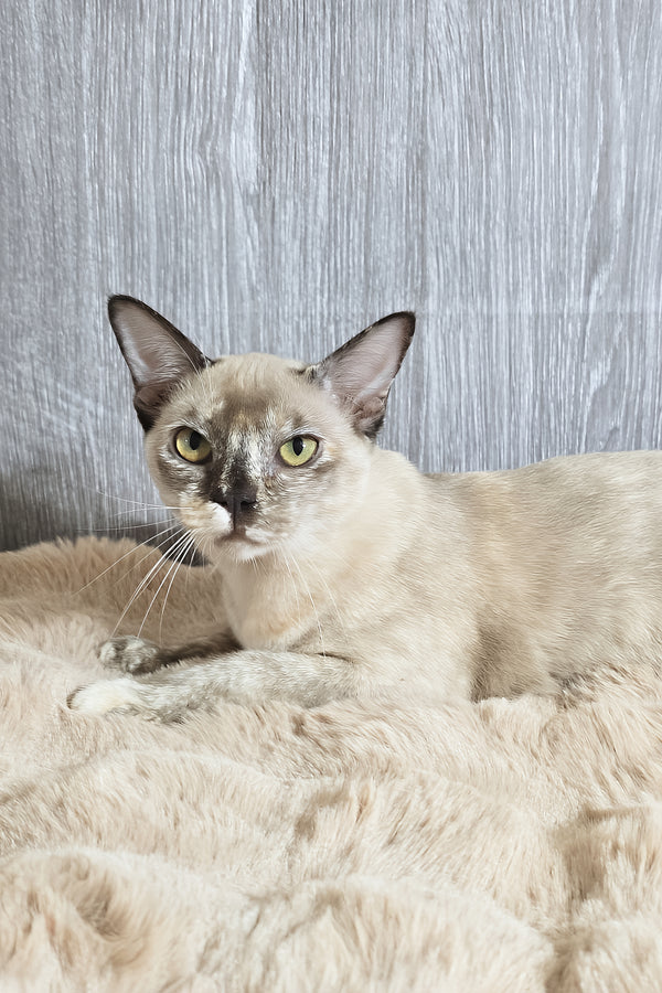 Patricia | Burmese Kitten