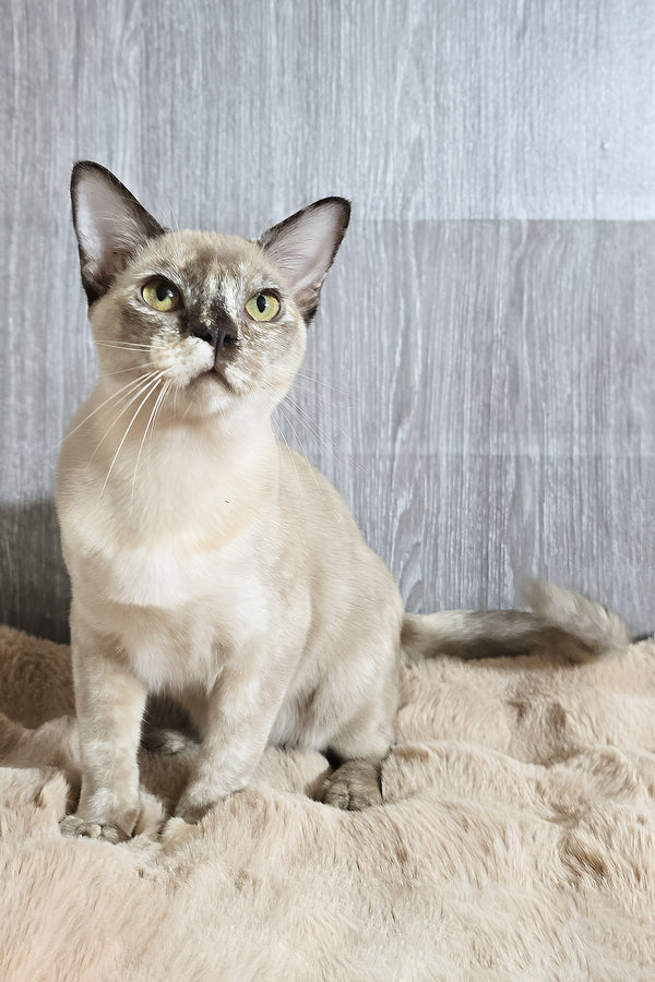 Patricia | Burmese Kitten