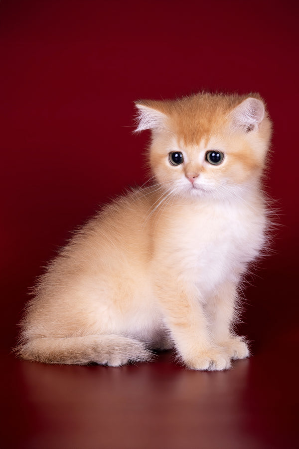 Patron | British Shorthair Kitten