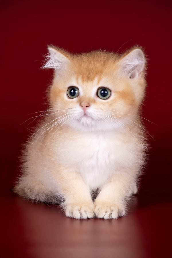 Patron | British Shorthair Kitten