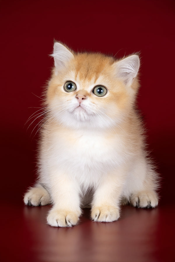 Patron | British Shorthair Kitten