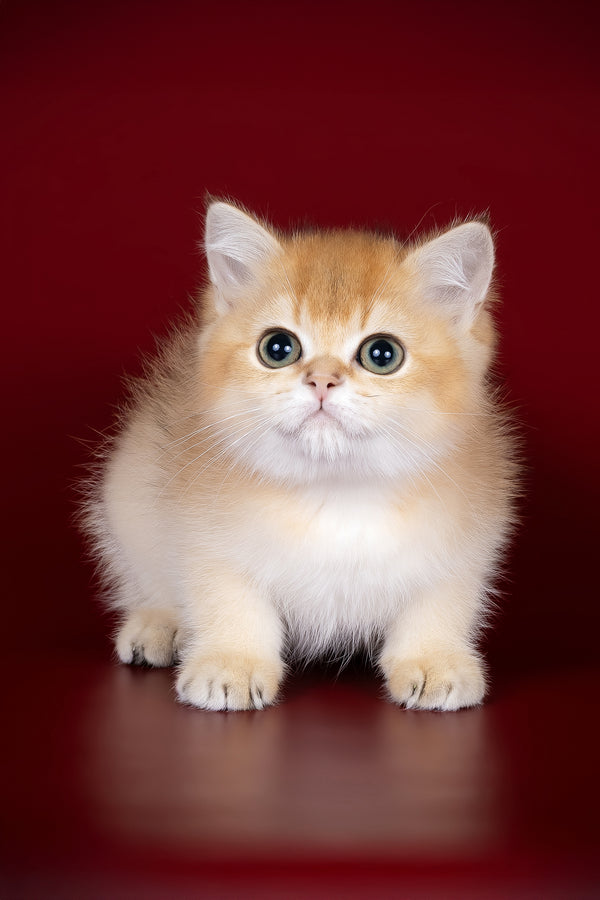 Patron | British Shorthair Kitten