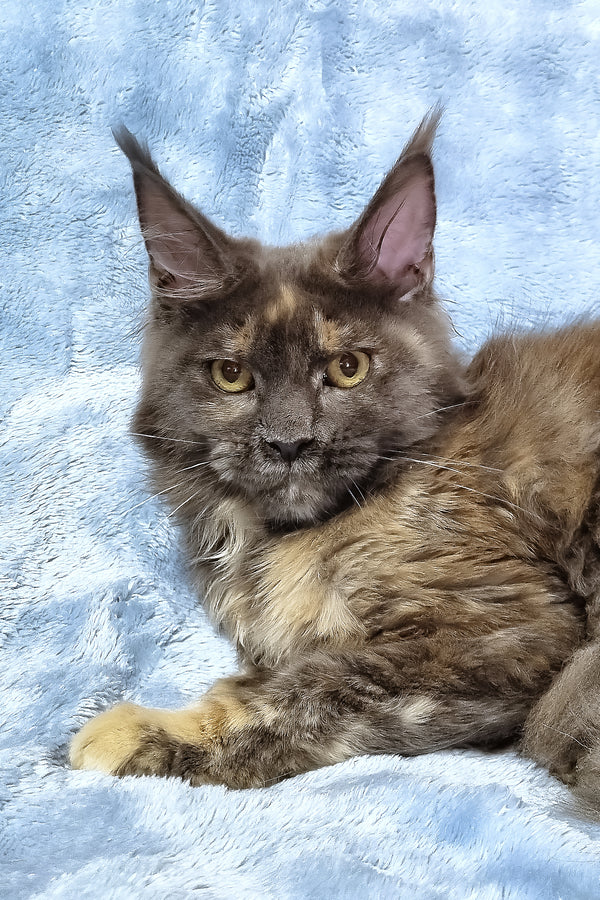 Patty | Maine Coon Kitten