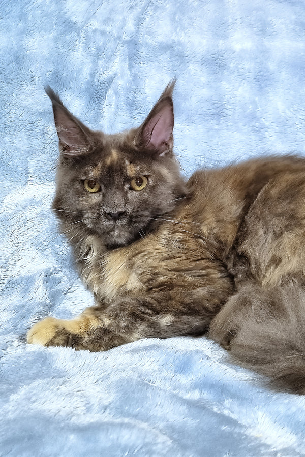 Patty | Maine Coon Kitten