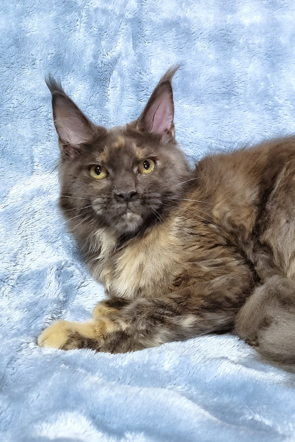 Patty | Maine Coon Kitten