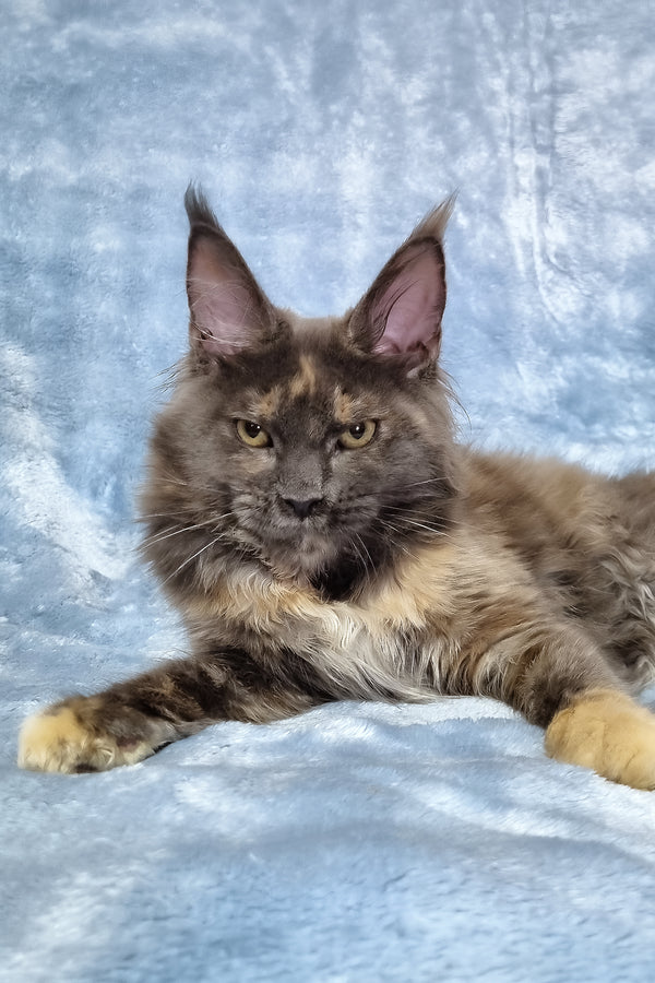 Patty | Maine Coon Kitten