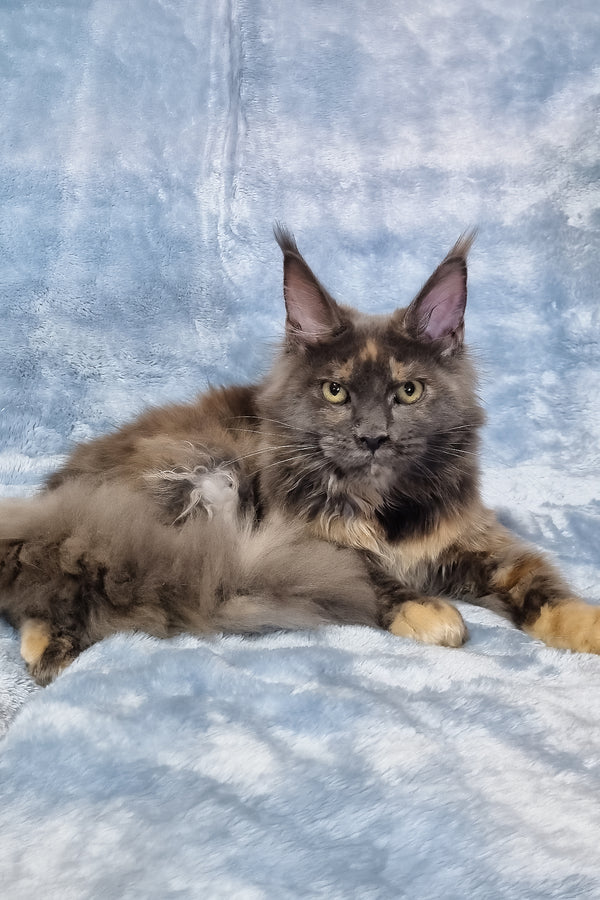 Patty | Maine Coon Kitten