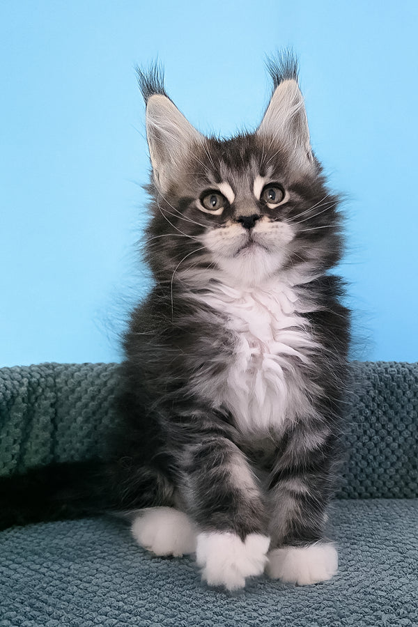 Paul | Maine Coon Kitten