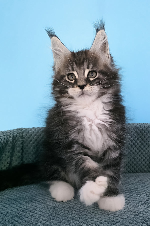 Paul | Maine Coon Kitten