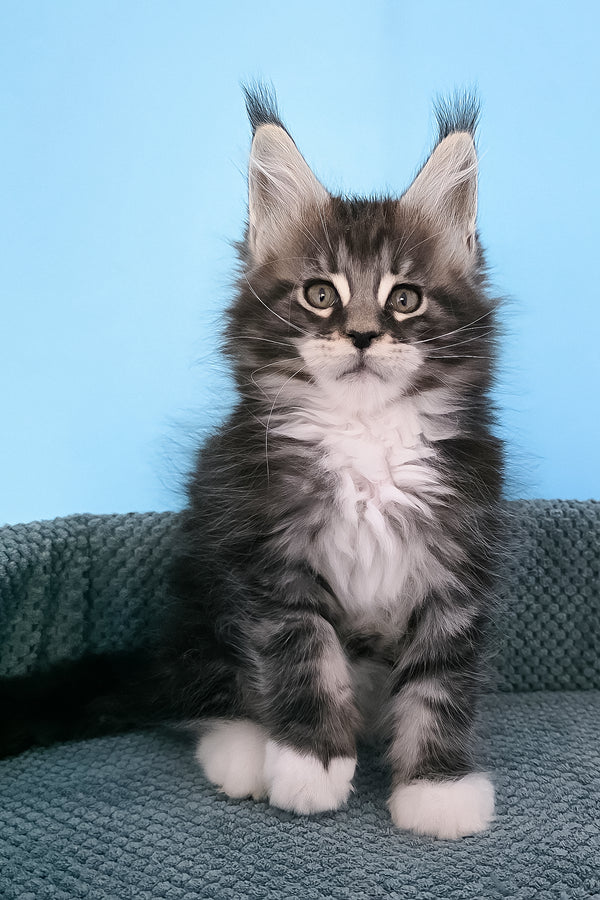 Paul | Maine Coon Kitten