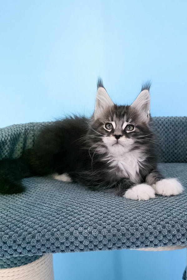 Paul | Maine Coon Kitten