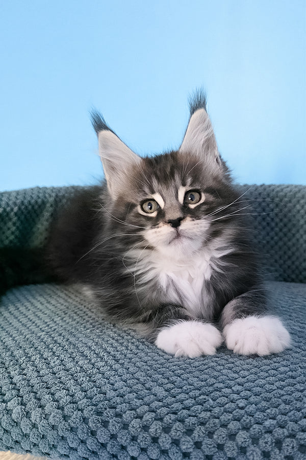 Paul | Maine Coon Kitten