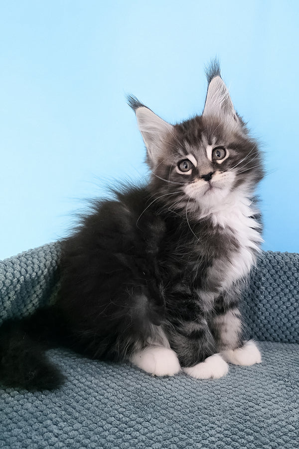 Paul | Maine Coon Kitten