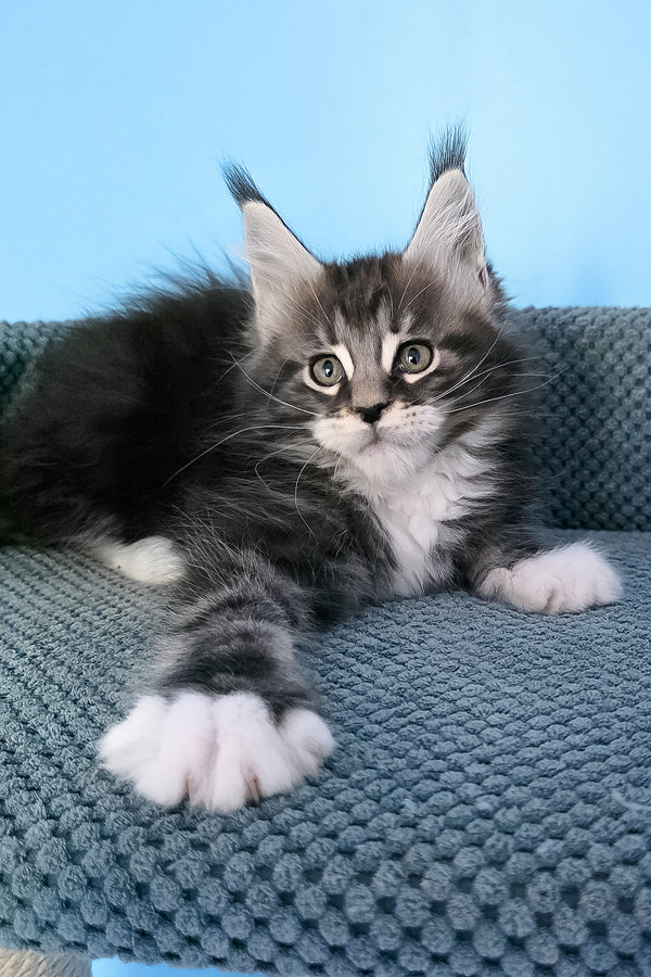 Paul | Maine Coon Kitten