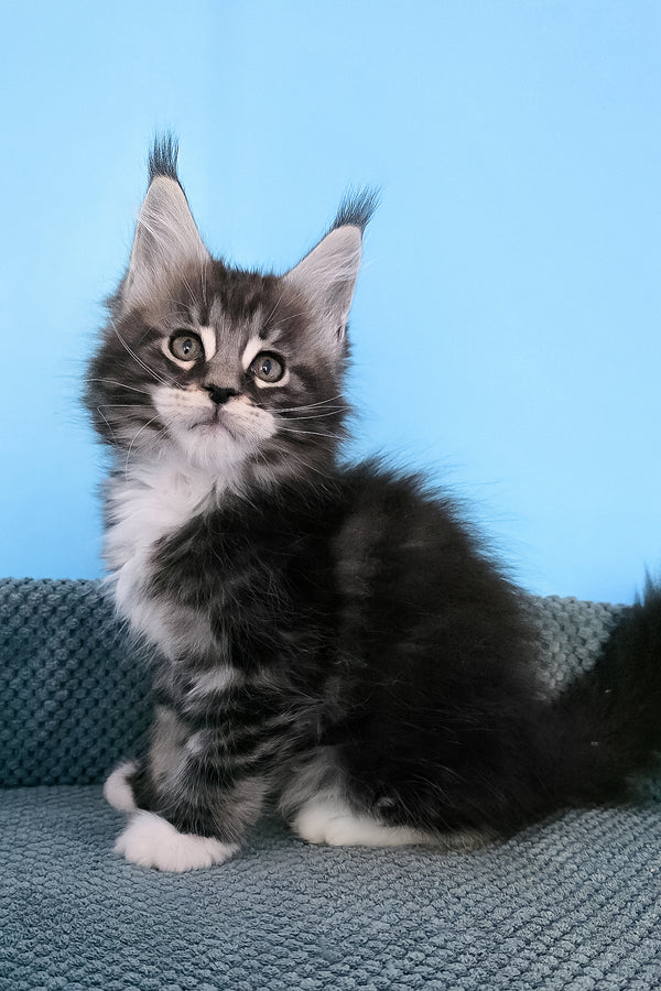 Paul | Maine Coon Kitten