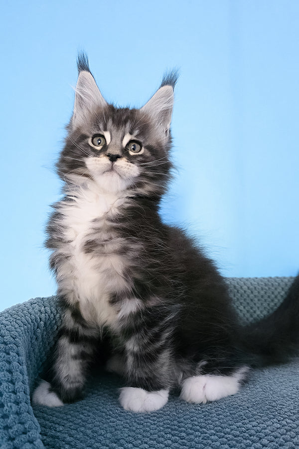 Paul | Maine Coon Kitten