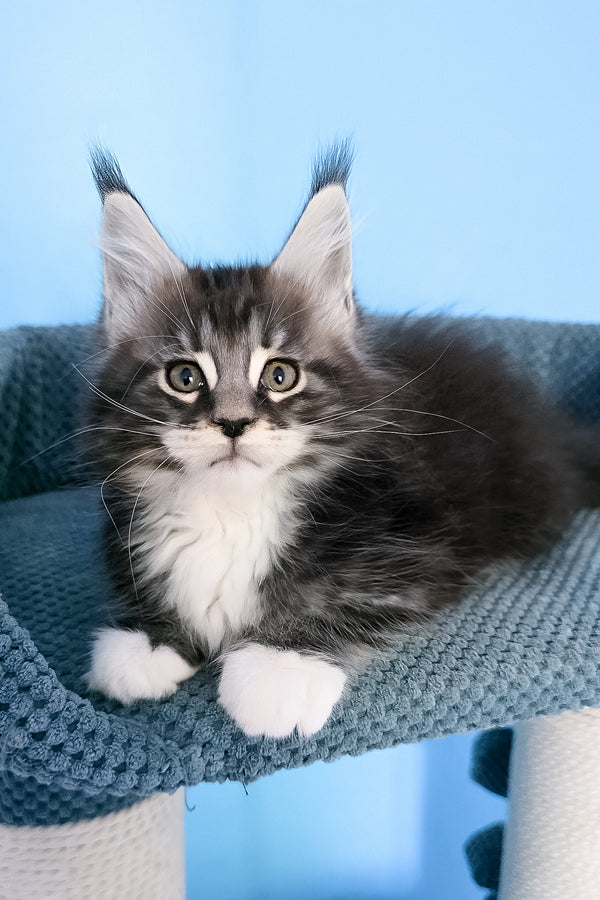 Paul | Maine Coon Kitten