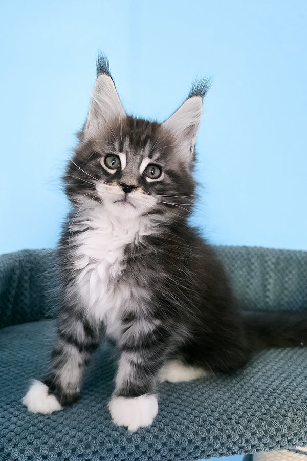Paul | Maine Coon Kitten