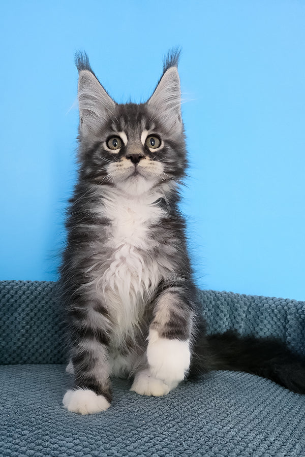Paul | Maine Coon Kitten