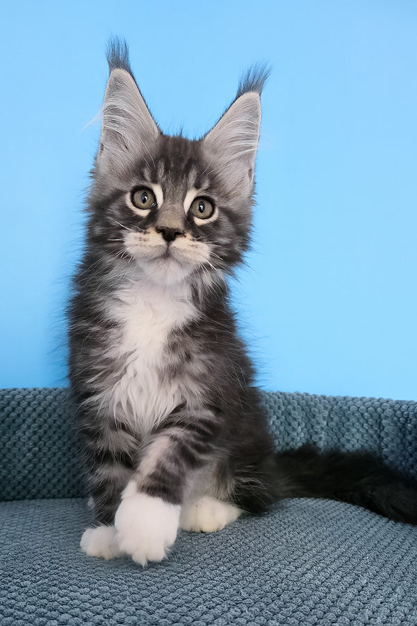 Paul | Maine Coon Kitten