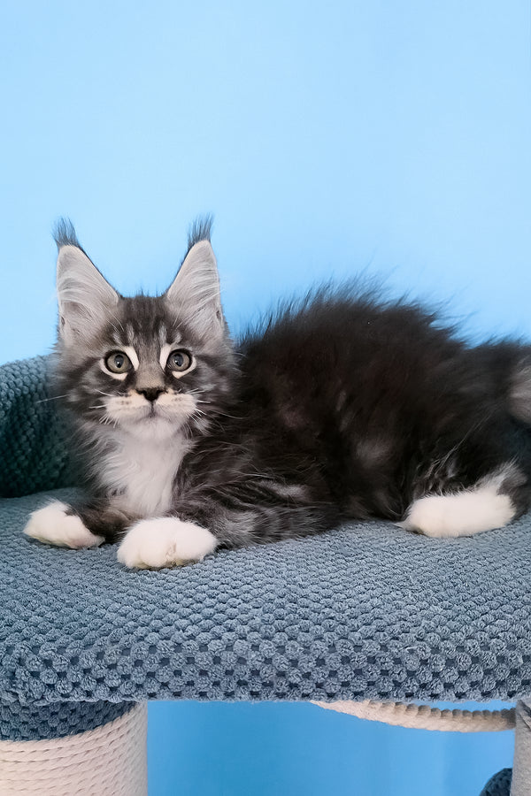 Paul | Maine Coon Kitten