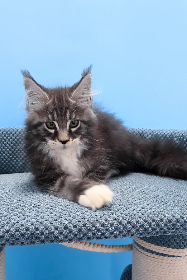 Paul | Maine Coon Kitten