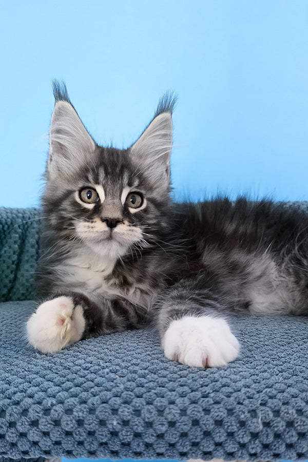 Paul | Maine Coon Kitten