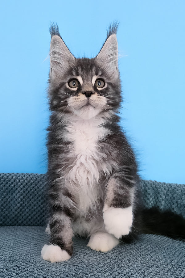 Paul | Maine Coon Kitten