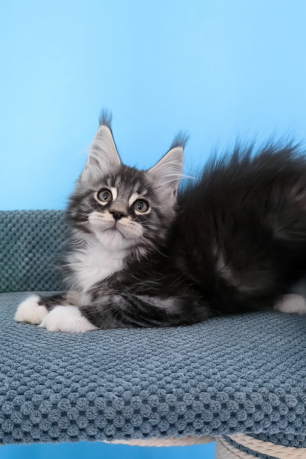 Paul | Maine Coon Kitten