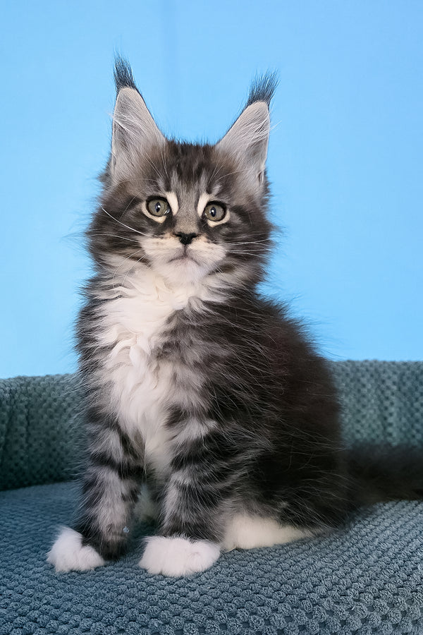 Paul | Maine Coon Kitten