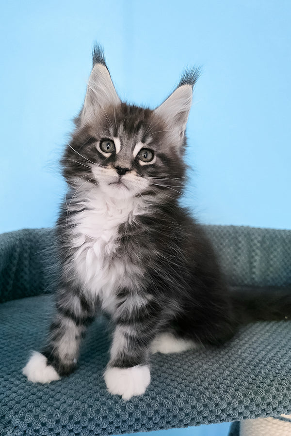 Paul | Maine Coon Kitten