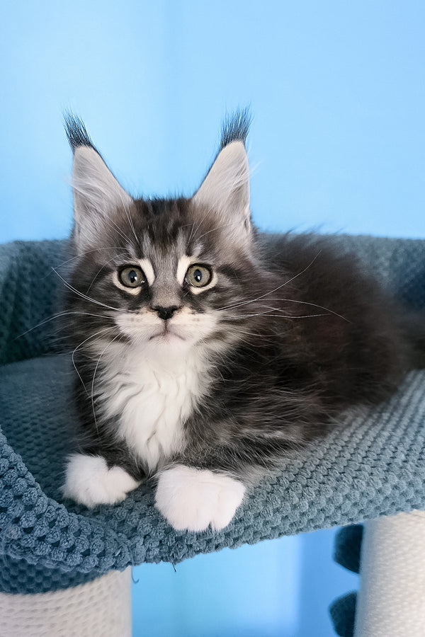 Paul | Maine Coon Kitten