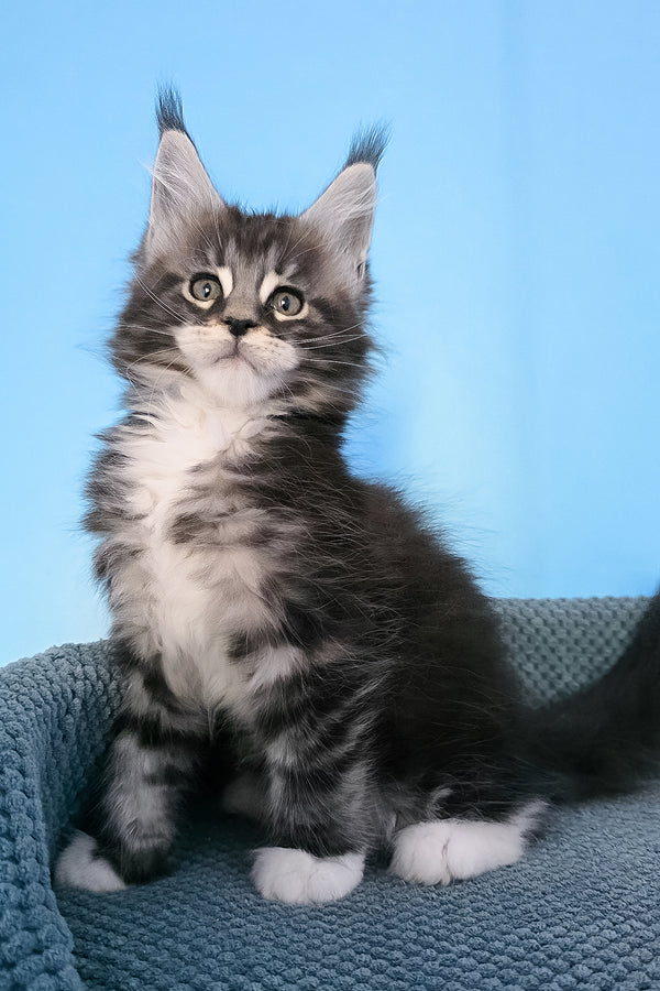 Paul | Maine Coon Kitten