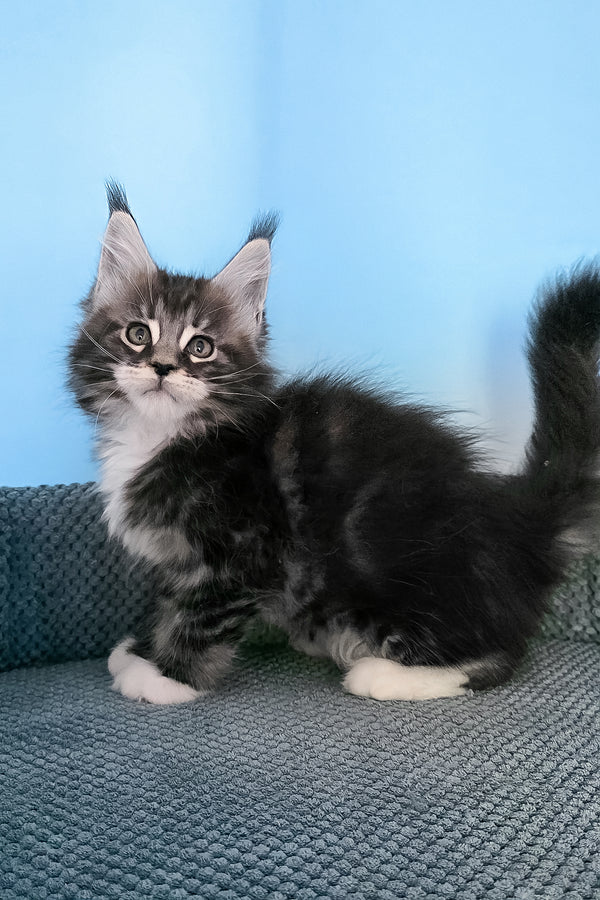 Paul | Maine Coon Kitten